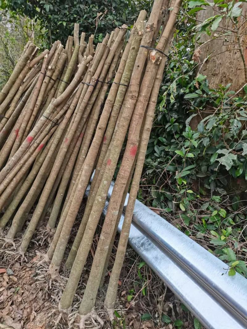 芒果苗米径3/4/5公分实生苗/桂七/台农/金煌裸根苗