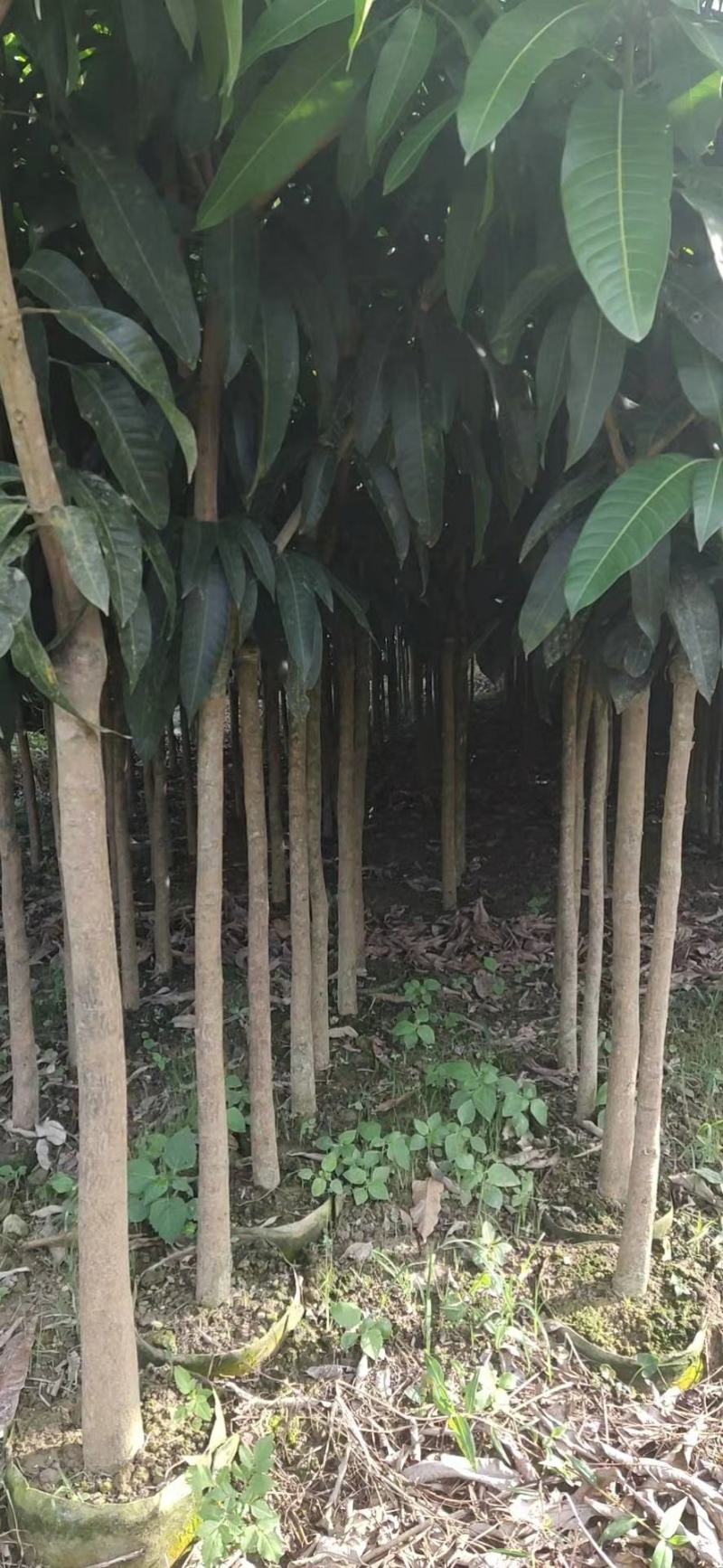 芒果苗米径3/4/5公分实生苗/桂七/台农/金煌裸根苗