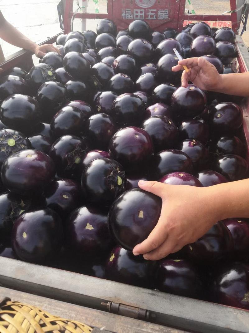 河南紫光园茄，产地直发，可视频看货，只做精品，保质保量