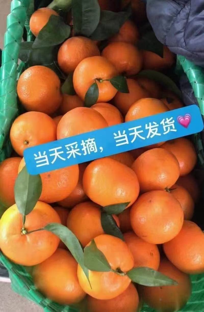 武鸣沃柑大量供应中国沃柑，看武鸣。武鸣沃柑，看双桥