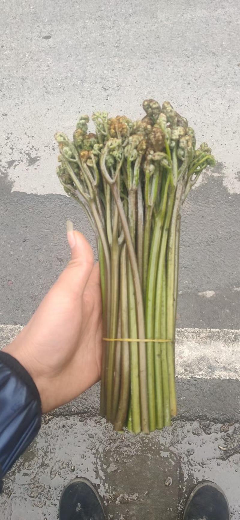贵州野生红蕨菜大量上市，1.2上车有需要的老板联系