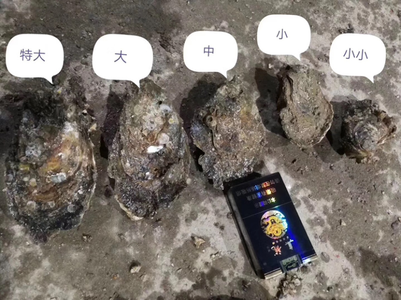 一手货源一斤3个中蚝台山生蚝牡蛎珠海生蚝批发零售