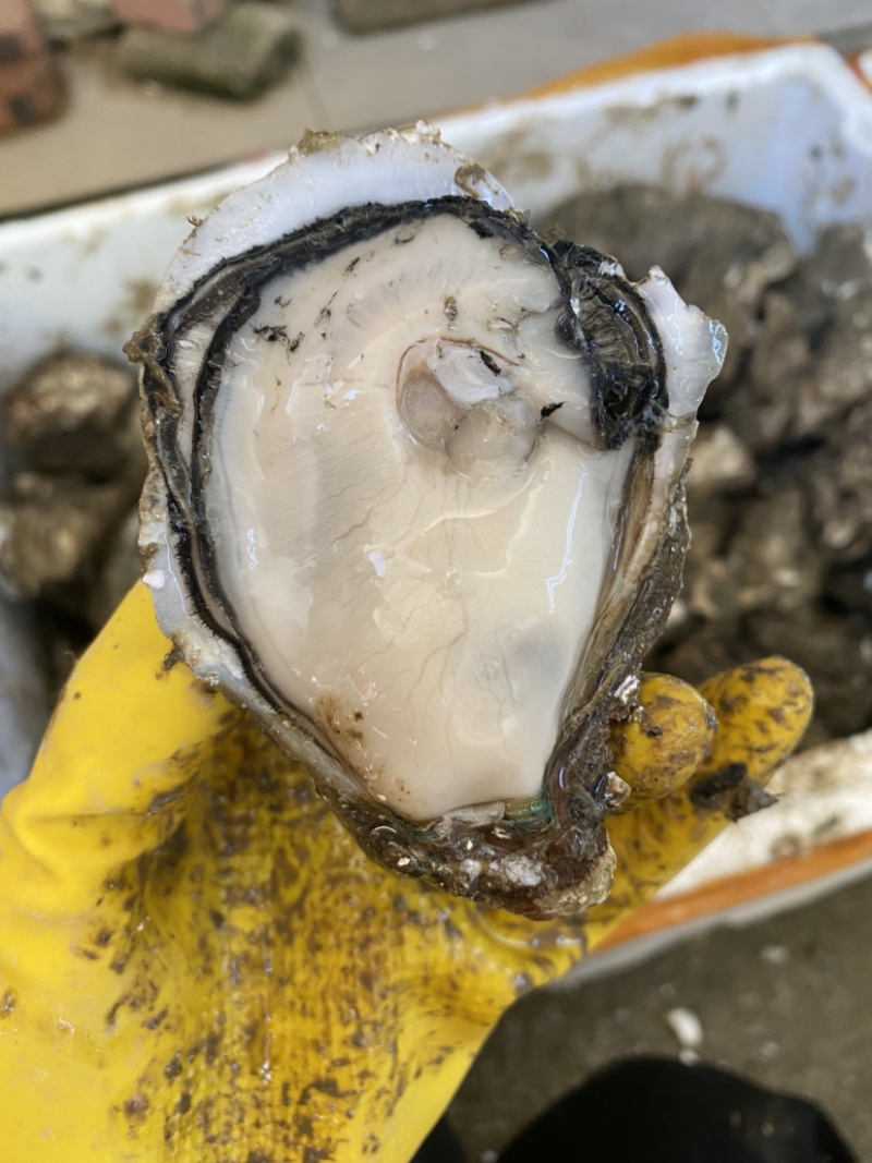 一手货源一斤3个中蚝台山生蚝牡蛎珠海生蚝批发零售