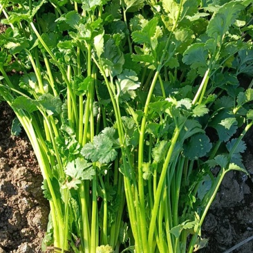 精品铁杆青小叶香菜，三十亩在售中。