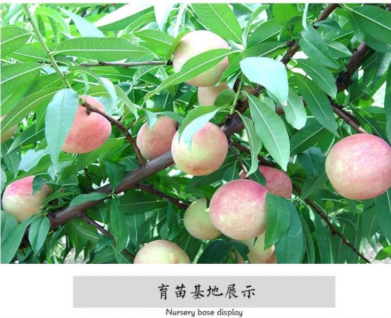 桃树果苗南方北方种植地栽当年结果特大嫁接黄桃水蜜桃苗冬桃