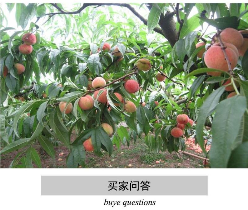 桃树果苗南方北方种植地栽当年结果特大嫁接黄桃水蜜桃苗冬桃