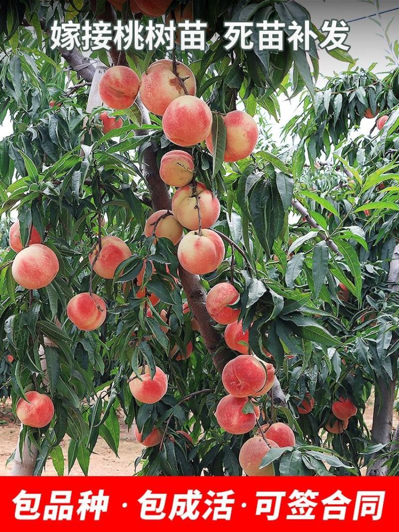 桃树果苗南方北方种植地栽当年结果特大嫁接黄桃水蜜桃苗冬桃