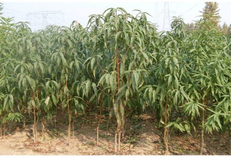 桃树果苗南方北方种植地栽当年结果特大嫁接黄桃水蜜桃苗冬桃