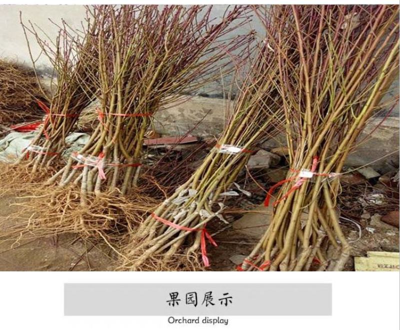 桃树果苗南方北方种植地栽当年结果特大嫁接黄桃水蜜桃苗冬桃