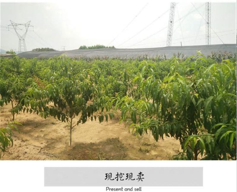 桃树果苗南方北方种植地栽当年结果特大嫁接黄桃水蜜桃苗冬桃