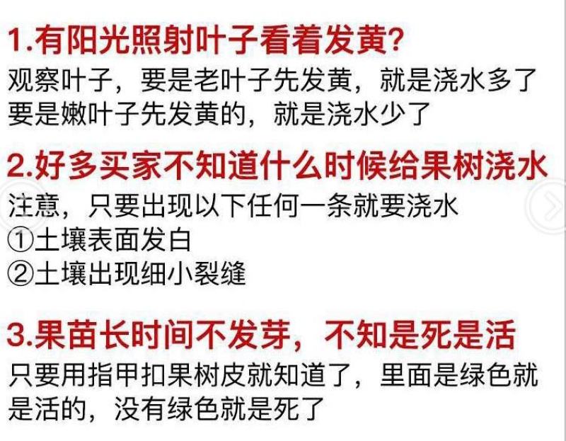 桃树果苗南方北方种植地栽当年结果特大嫁接黄桃水蜜桃苗冬桃