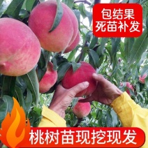 桃树果苗南方北方种植地栽当年结果特大嫁接黄桃水蜜桃苗冬桃