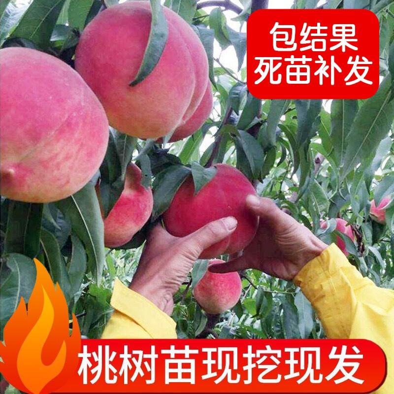 桃树果苗南方北方种植地栽当年结果特大嫁接黄桃水蜜桃苗冬桃