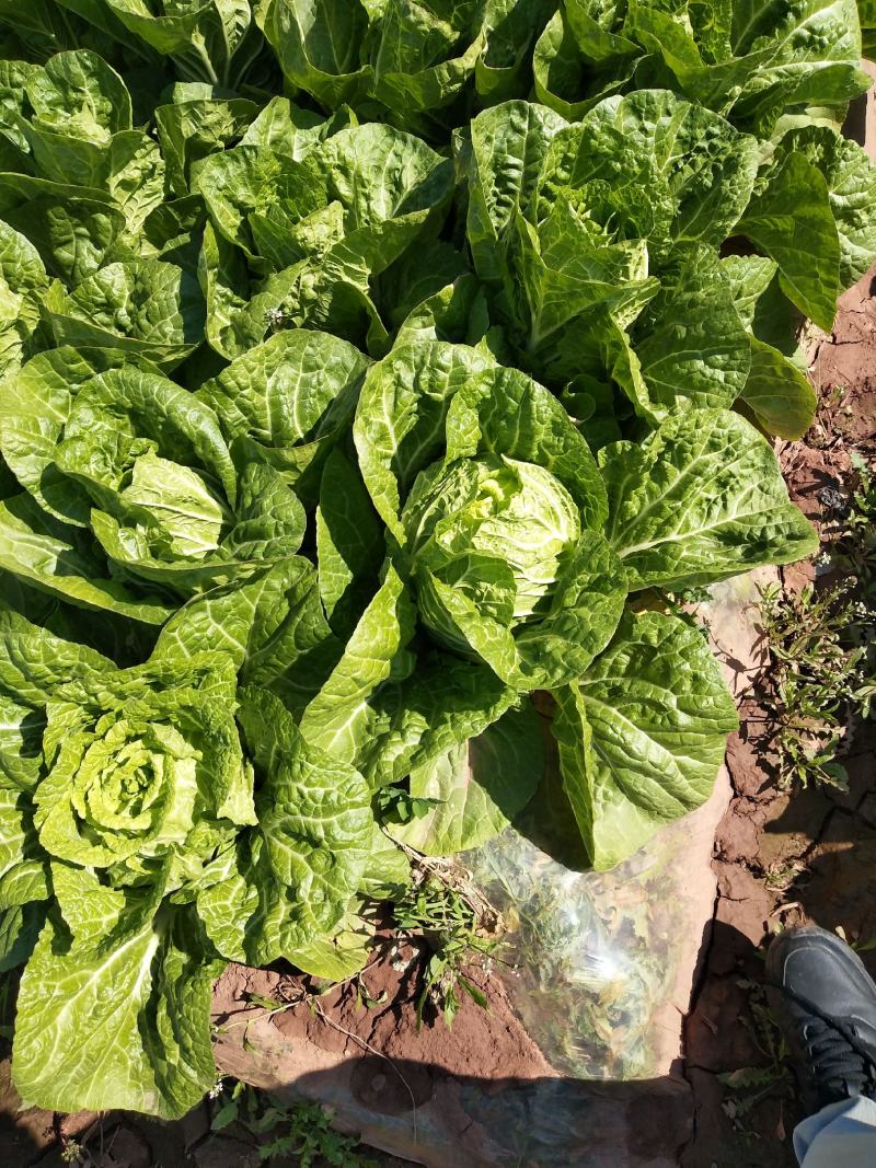 大白菜毛菜4~6斤质量上好。欢迎下单。