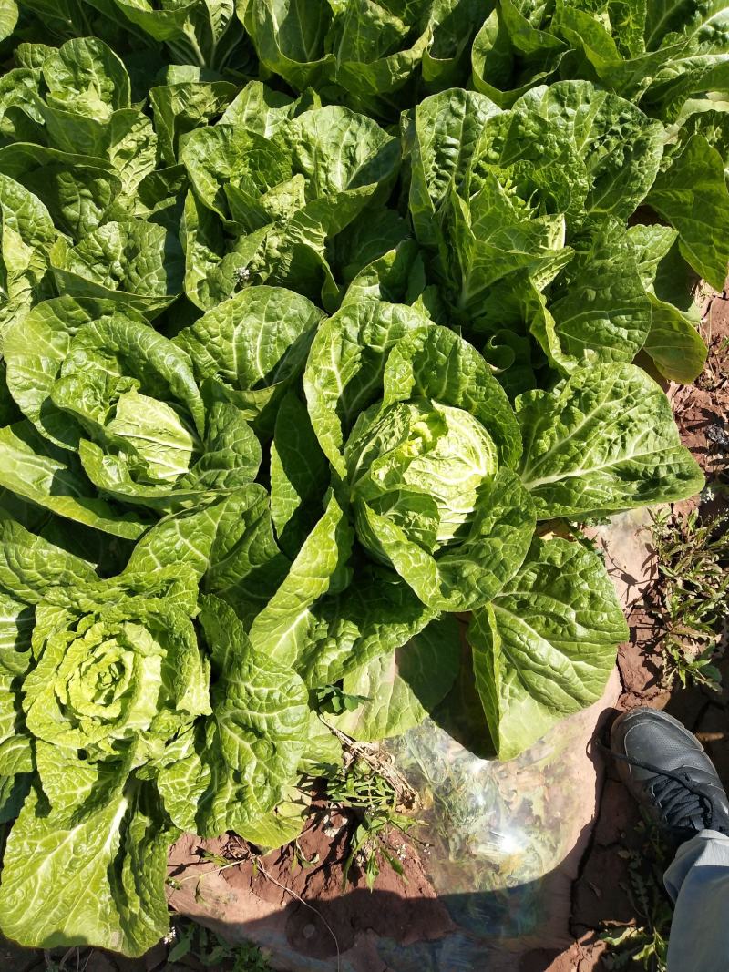 大白菜毛菜4~6斤质量上好。欢迎下单。