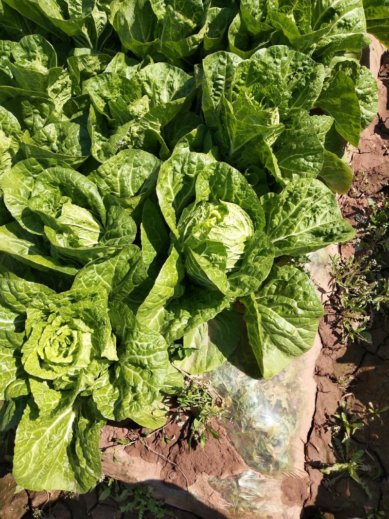 大白菜毛菜4~6斤质量上好。欢迎下单。