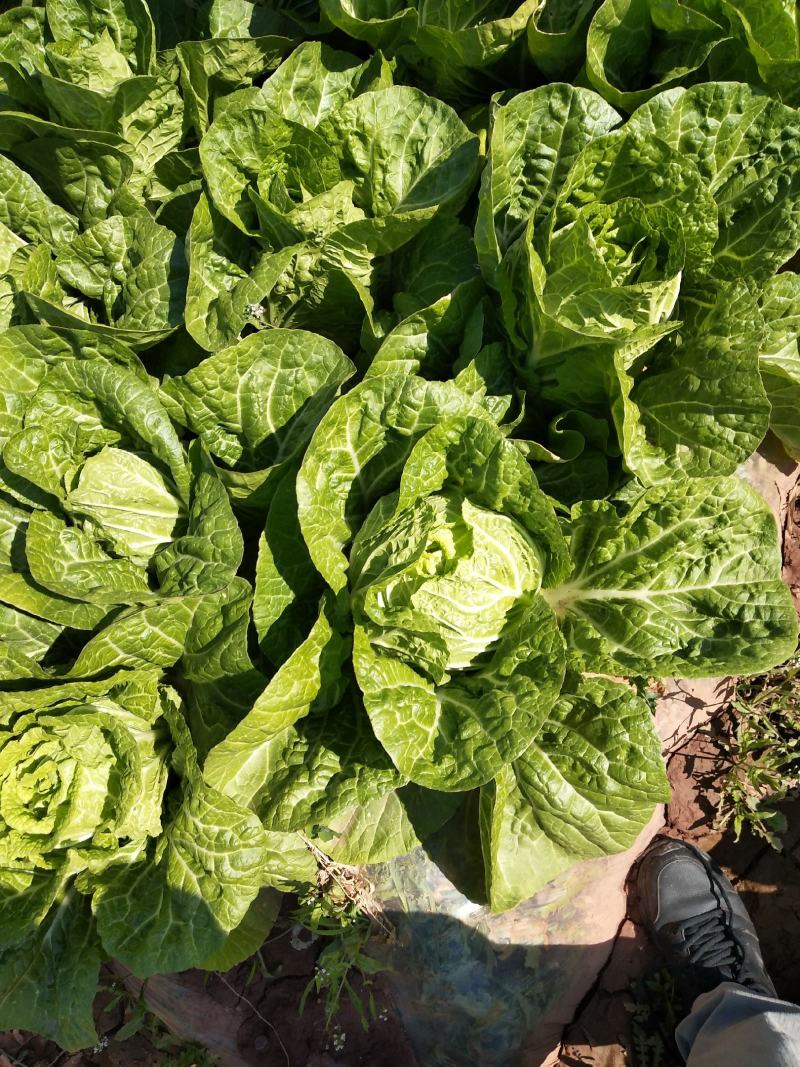 大白菜毛菜4~6斤质量上好。欢迎下单。