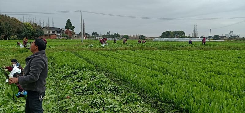 精品油麦菜基地直供支持视频验货！