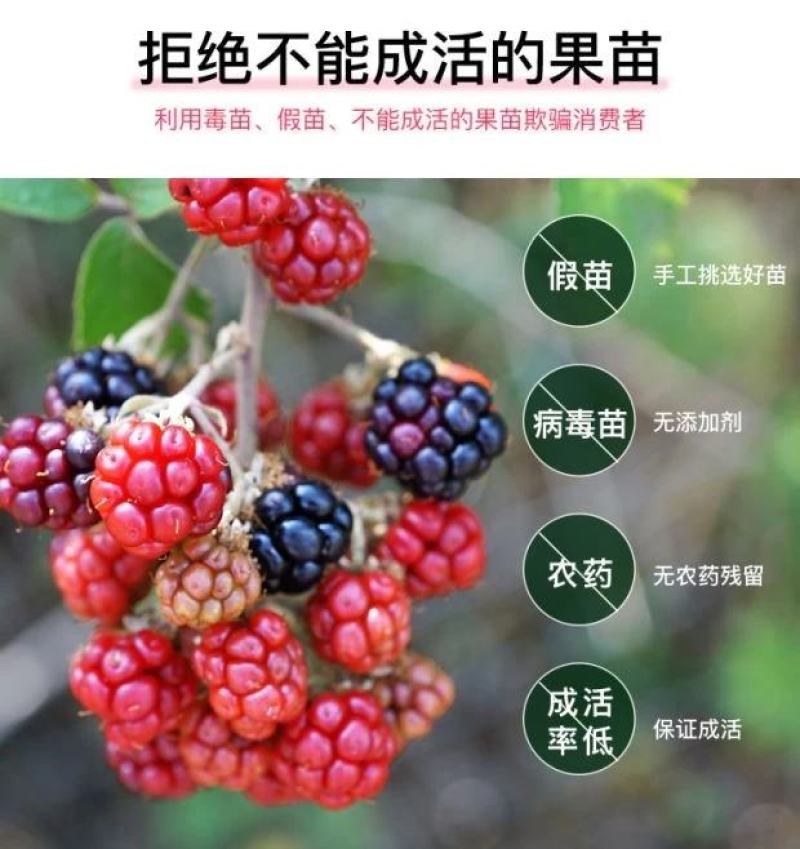 保健水果美国黑树莓苗黑莓树苗当年结果智利黑莓果树苗