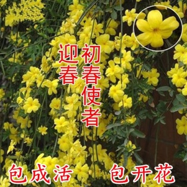 迎春花盆栽迎春花苗四季盆栽耐寒爬藤植物阳台盆栽庭院当年开