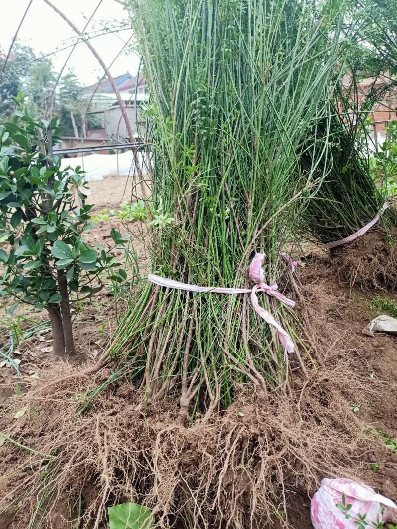迎春花盆栽迎春花苗四季盆栽耐寒爬藤植物阳台盆栽庭院当年开