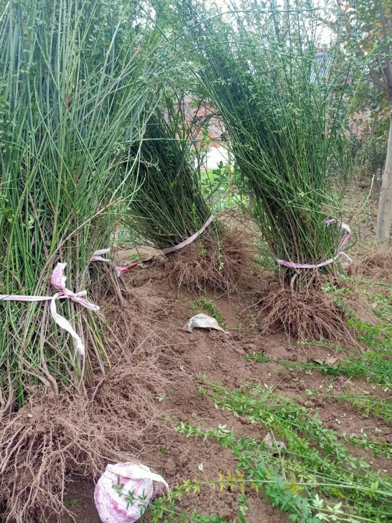 迎春花盆栽迎春花苗四季盆栽耐寒爬藤植物阳台盆栽庭院当年开