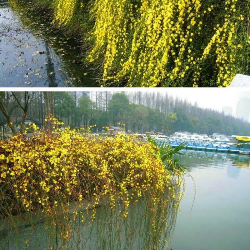 迎春花盆栽迎春花苗四季盆栽耐寒爬藤植物阳台盆栽庭院当年开