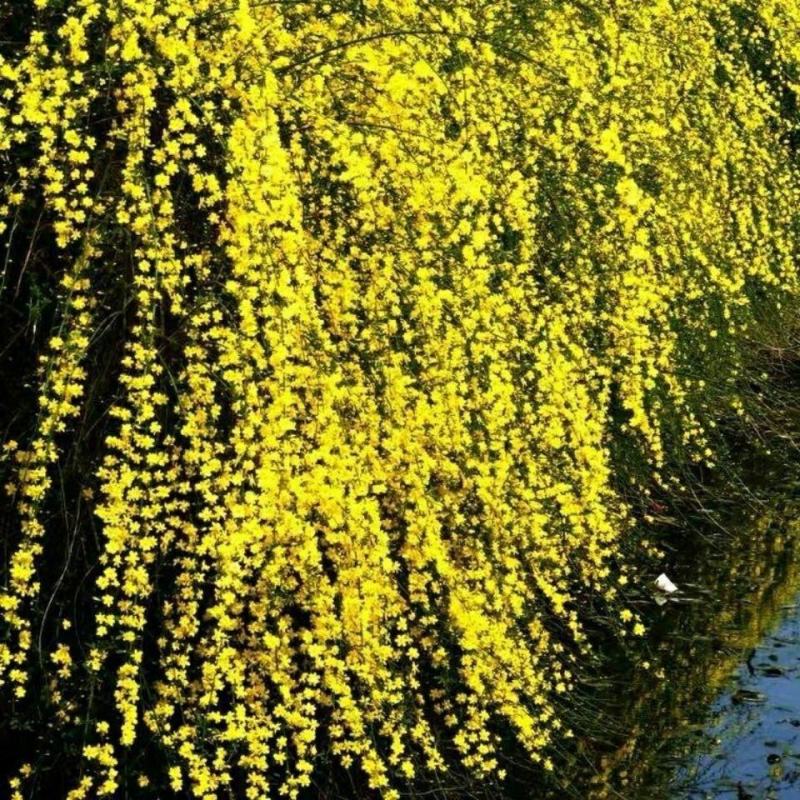迎春花盆栽迎春花苗四季盆栽耐寒爬藤植物阳台盆栽庭院当年开