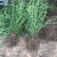 迎春花盆栽迎春花苗四季盆栽耐寒爬藤植物阳台盆栽庭院当年开