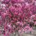 日本海棠花树苗大型庭院别墅花卉植物室外四季开花北美西府耐