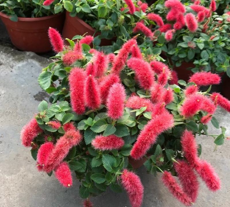 红樱吊兰花卉岁岁红盆栽狗尾巴花红穗铁苋菜垂吊花卉红色吊兰