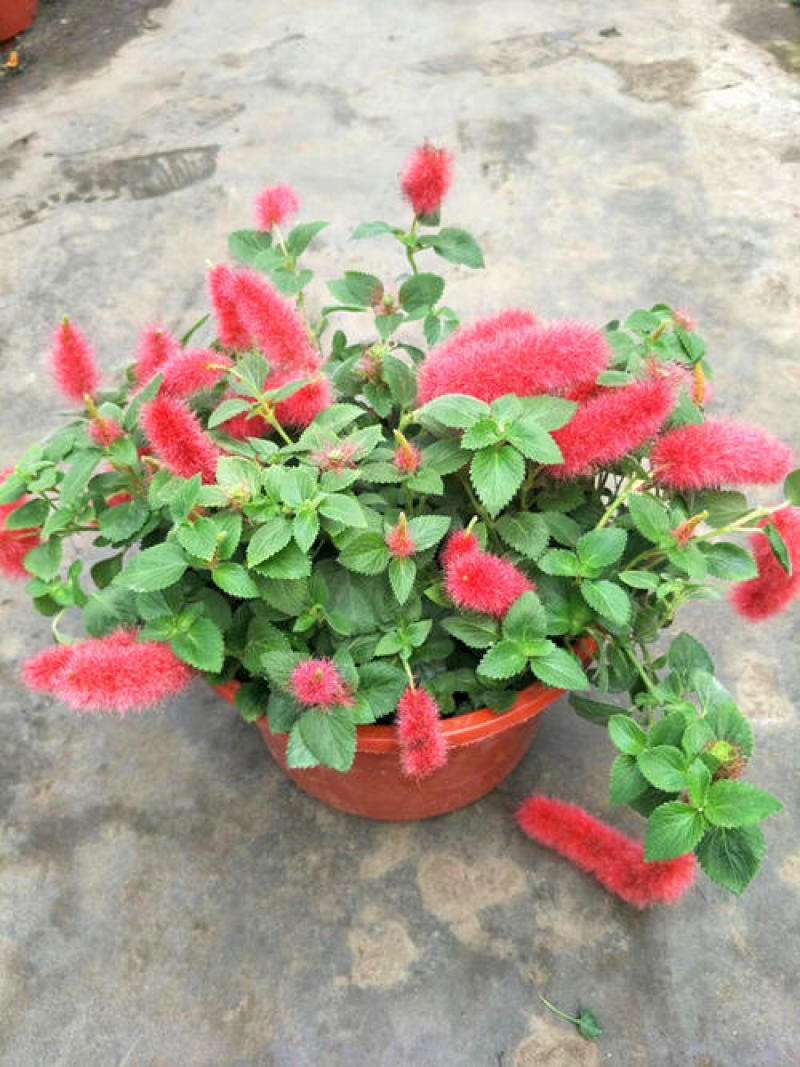 红樱吊兰花卉岁岁红盆栽狗尾巴花红穗铁苋菜垂吊花卉红色吊兰