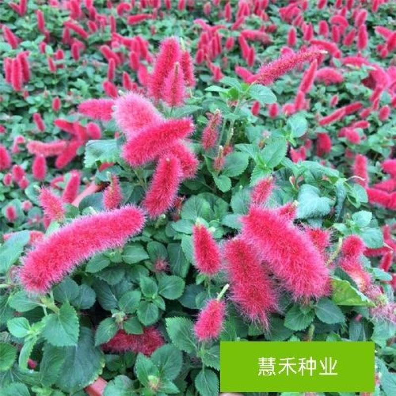 红樱吊兰花卉岁岁红盆栽狗尾巴花红穗铁苋菜垂吊花卉红色吊兰