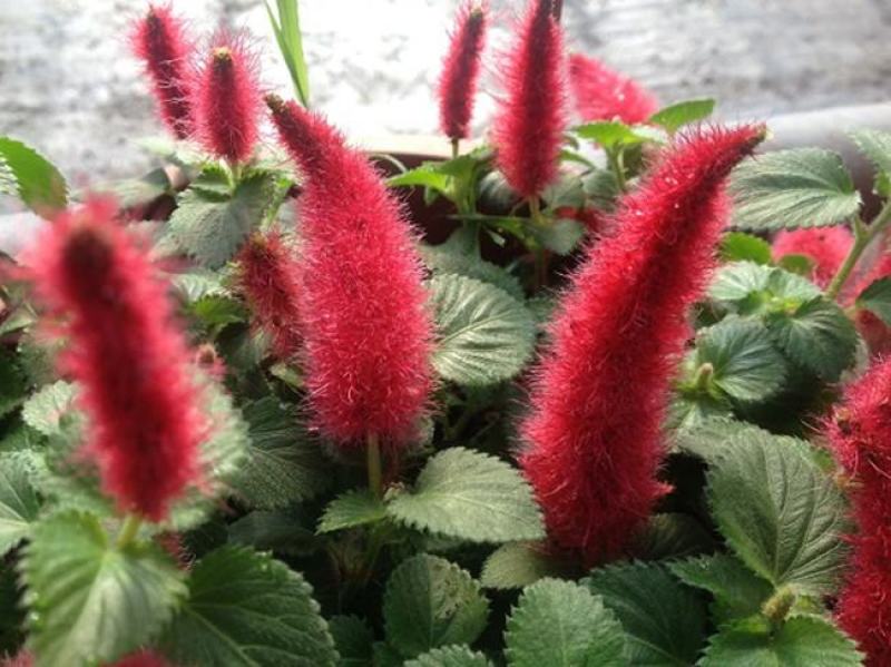 红樱吊兰花卉岁岁红盆栽狗尾巴花红穗铁苋菜垂吊花卉红色吊兰