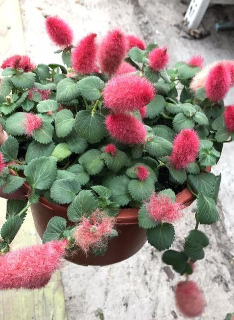 红樱吊兰花卉岁岁红盆栽狗尾巴花红穗铁苋菜垂吊花卉红色吊兰