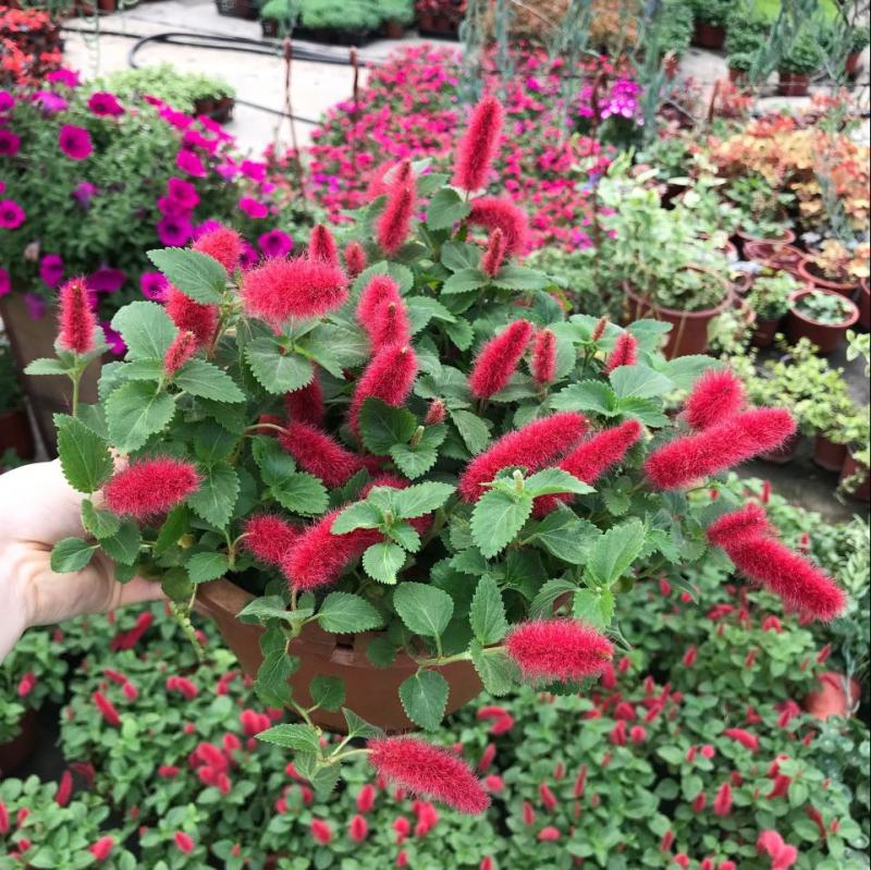 红樱吊兰花卉岁岁红盆栽狗尾巴花红穗铁苋菜垂吊花卉红色吊兰