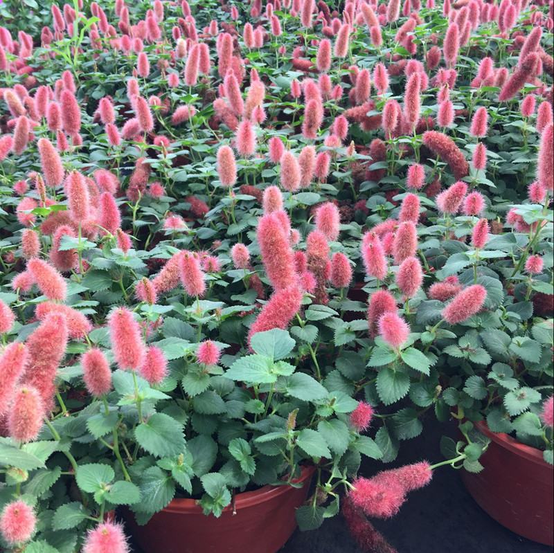 红樱吊兰花卉岁岁红盆栽狗尾巴花红穗铁苋菜垂吊花卉红色吊兰