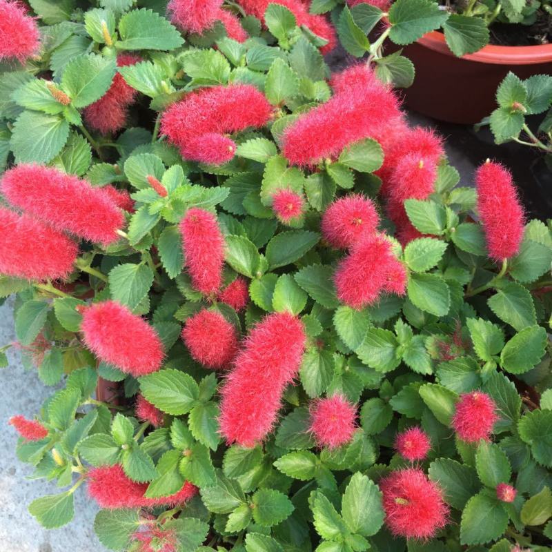 红樱吊兰花卉岁岁红盆栽狗尾巴花红穗铁苋菜垂吊花卉红色吊兰
