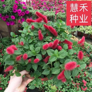 红樱吊兰花卉岁岁红盆栽狗尾巴花红穗铁苋菜垂吊花卉红色吊兰