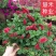 红樱吊兰花卉岁岁红盆栽狗尾巴花红穗铁苋菜垂吊花卉红色吊兰