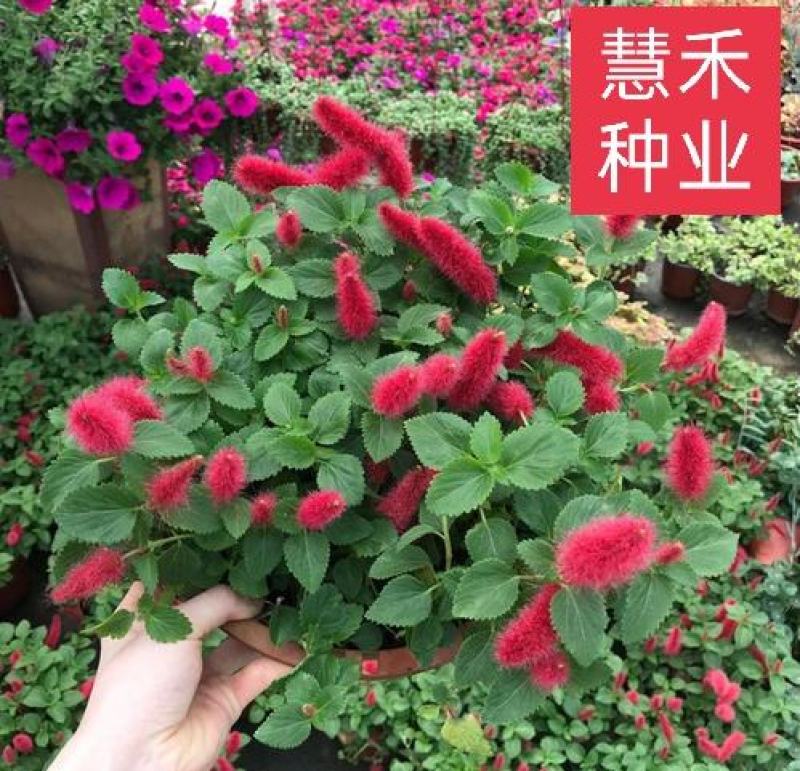 红樱吊兰花卉岁岁红盆栽狗尾巴花红穗铁苋菜垂吊花卉红色吊兰