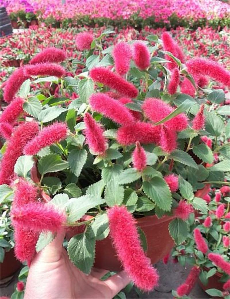 红樱吊兰花卉岁岁红盆栽狗尾巴花红穗铁苋菜垂吊花卉红色吊兰