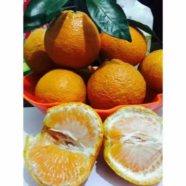 石棉黄果柑，花果同树，自然成熟