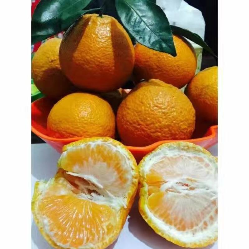 石棉黄果柑，花果同树，自然成熟