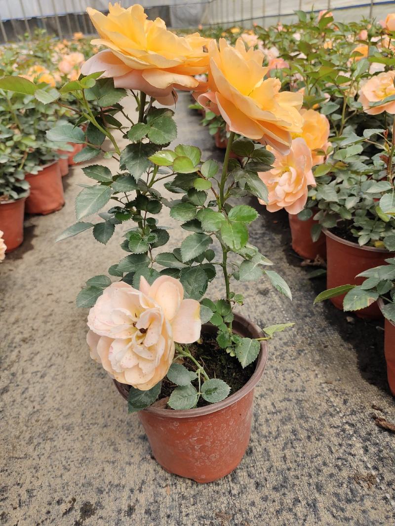 月季盆花，4个花苞以上，量大从优，基地直发