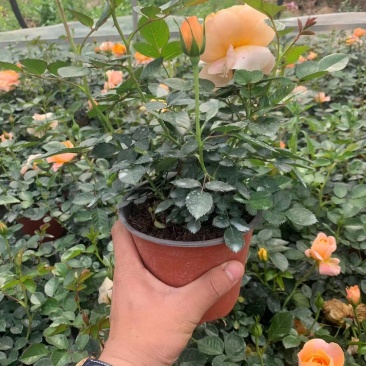 月季盆花，4个花苞以上，量大从优，基地直发