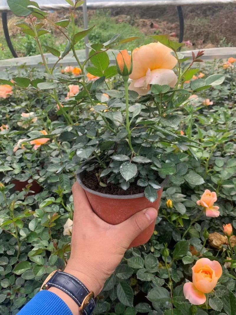 月季盆花，4个花苞以上，量大从优，基地直发