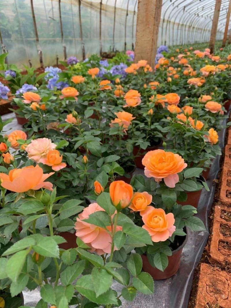 月季盆花，4个花苞以上，量大从优，基地直发