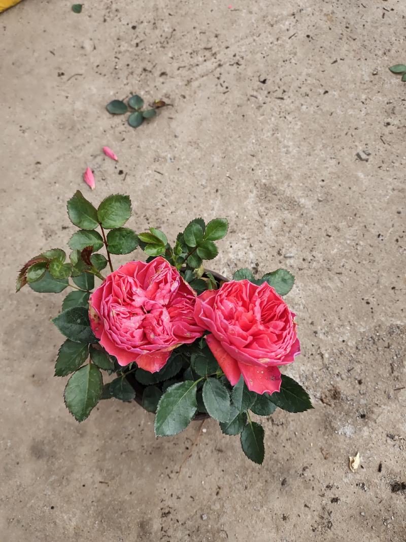 月季盆花，4个花苞以上，量大从优，基地直发