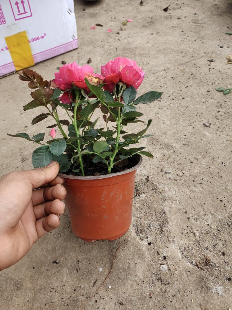 月季盆花，4个花苞以上，量大从优，基地直发